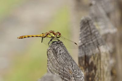 Close-up of dragonfly