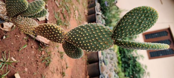 High angle view of succulent plant