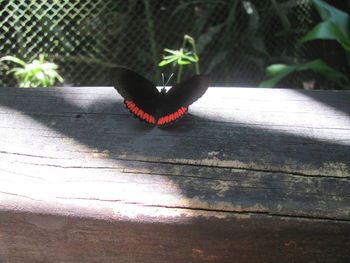 Close-up of butterfly on plant