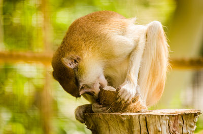 Close-up of monkey eating coconut on tree stump