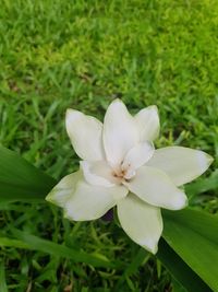 Close-up of white flowering plant