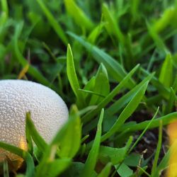 Mushroom and grass growing on field