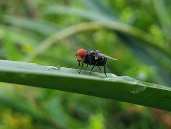 Close-up of fly on leaf