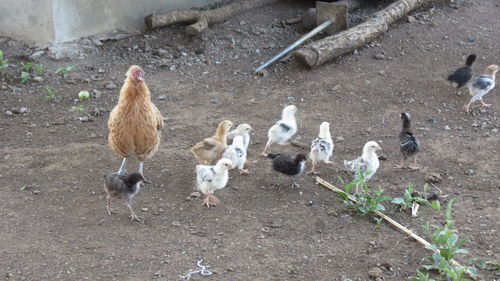 High angle view of birds on field