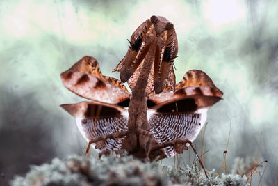 Deroplatys lobata with beautifull pose