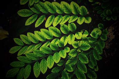 High angle view of leaves on plant
