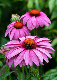 Coneflower, echinacea purpurea, flowers of summer