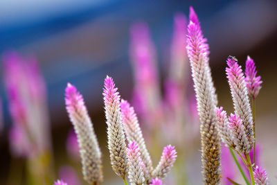 Close-up of purple flowers blooming outdoors