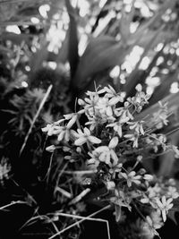 Close-up of flowers blooming on tree