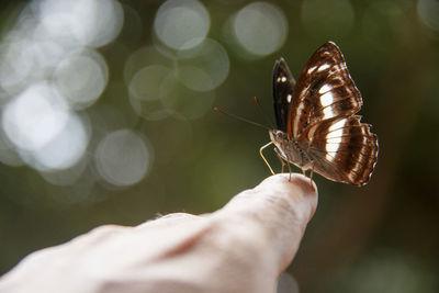 Close-up of butterfly on human finger