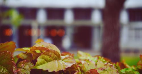 Close-up of autumnal leaves