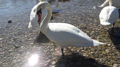 Close-up of swan on lake