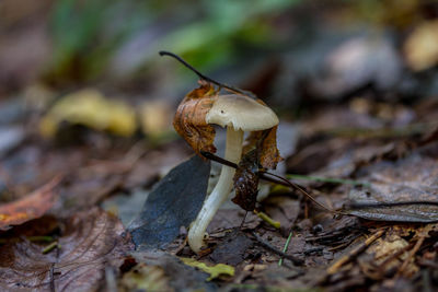 Close-up of mushroom growing on field