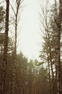 Low angle view of trees in forest