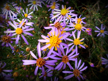 Close-up of purple flowers