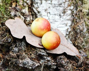 Close-up of fruits on tree