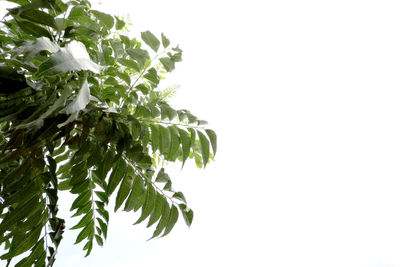 Low angle view of plant against white background