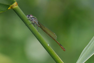 Close-up of insect on plant