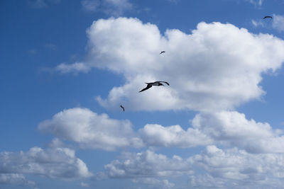 Low angle view of birds flying in sky