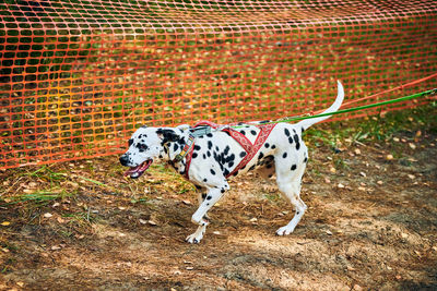 Dryland sled dog mushing race, dalmatian sled dog pulling transport, competition outdoor