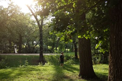 Trees in park