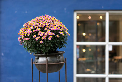 Close-up of flower pot on window sill