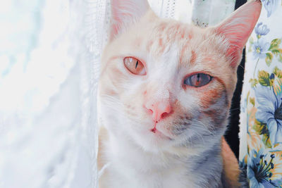 Close-up portrait of cat
