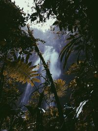 Low angle view of trees in forest against sky