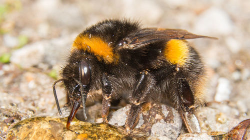 Close-up of bee