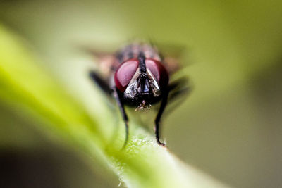 Close-up of horse fly on plant