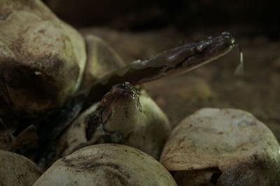 Close-up of lizard on rock