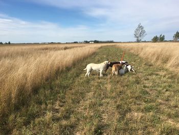 Horses in a field