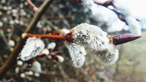 Close-up of wilted flower on tree