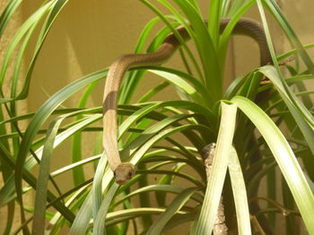 Close-up of lizard on tree