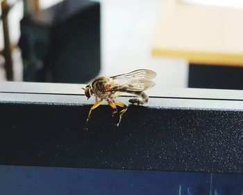 Close-up of spider on table