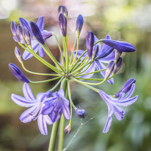 Close-up of purple flowers