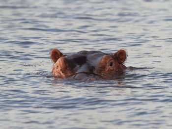 View of turtle swimming in lake