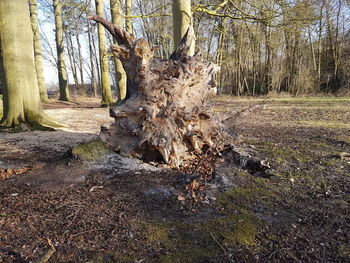 Tree stump in forest