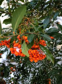 Close-up of orange fruits on tree