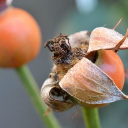 Close-up of fruits on plant