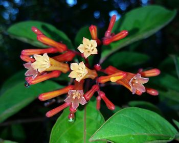 Close-up of flowers