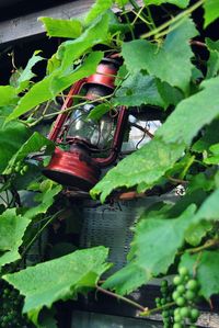 Close-up of green turtle on plant