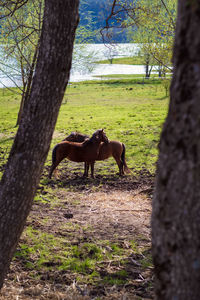 Horse standing in forest