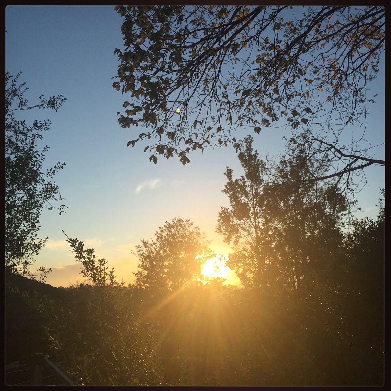 sun, tree, transfer print, sunbeam, sunlight, lens flare, tranquility, sunset, sky, beauty in nature, nature, silhouette, tranquil scene, scenics, branch, auto post production filter, growth, back lit, field, landscape