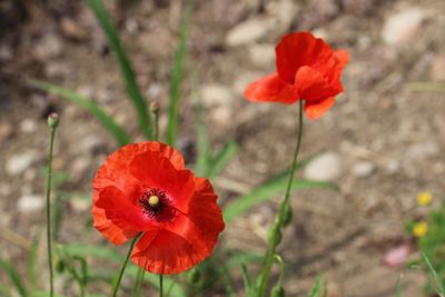 Close-up of red poppy flower