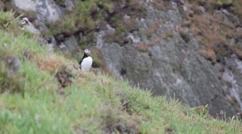 Side view of bird perching on rock