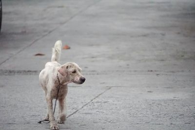 Dog with dog in background