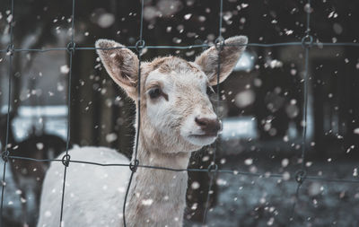 Close-up of deer seen through fence during snowfall