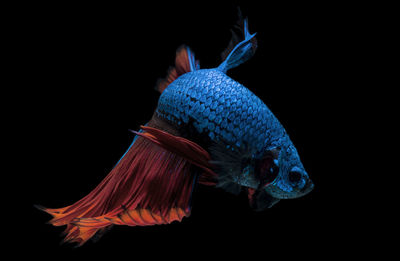 Close-up of fish swimming in sea