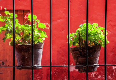 Close-up of potted plant